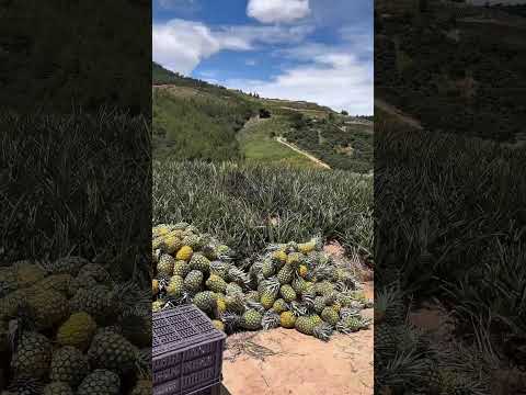 Lotes Lebrija Santander Colombia