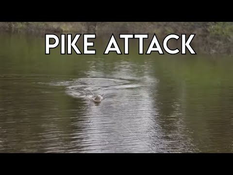 Violent Surface Pike Attack