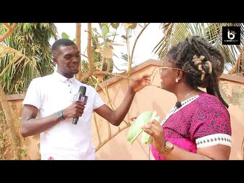 The use of Sodom Apple 🍏 by Abrewa Nana for Lovers #herbal #viral #trending #utvghana #ghananews