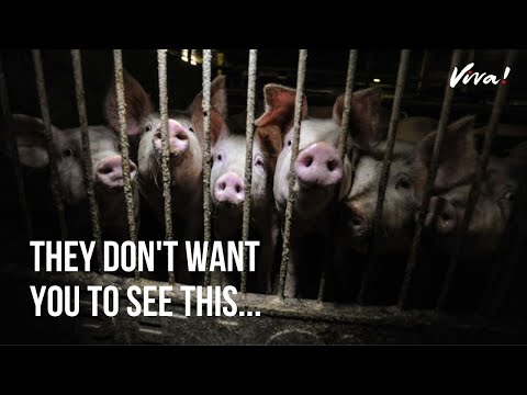 Here's What Really Goes on in UK Pig Farms