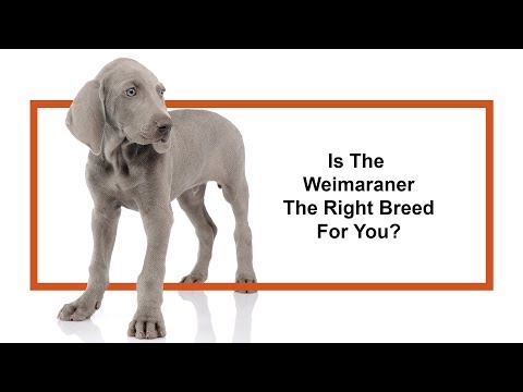 Weimaramer Breed Video