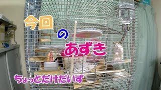 あずき(3F)とちょっとだけだいず(1F)ジャンガリアンハムスター