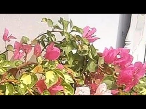 How to heal soul? Start gardening! This video has no hashtags, let's see how algorithm works.