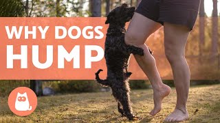 Why Does My DOG HUMP ME? 🧍🐕 (Causes and What to Do)