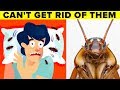 Scientists Explain Why You Can't Get Rid of Cockroaches Scientists Explain Why You Can't Get Rid of Cockroaches
