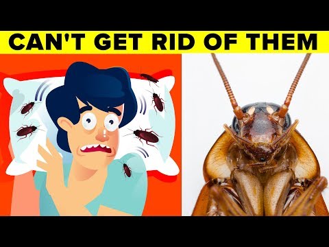 YouTube video about: Can cats keep roaches away?