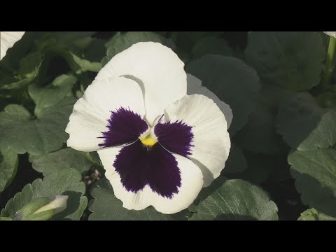 寒い季節に彩りを加えたいですか？これらの 15 個の冬の花は、あなたの庭に活気に満ちた雰囲気を加えます  庭園