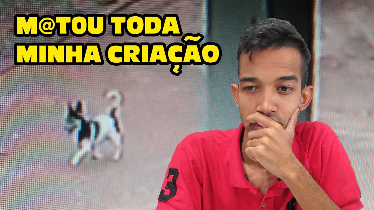 Flagrei cachorro pegando minha criação de galinhas