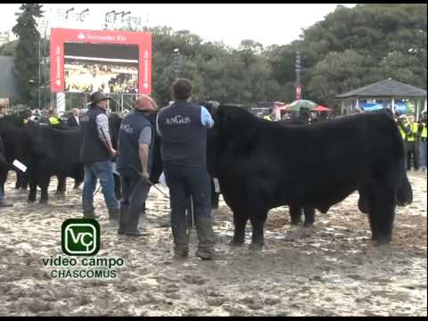 Palermo 2015   Jura Angus Machos