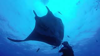 Chasing Mr Manta GOPR0757