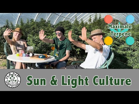 Sun and Light Culture - Trichome und Terpene maximieren - Zu Gast bei der Hanfwirtschaft