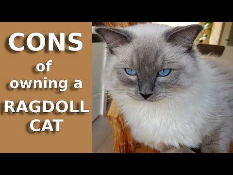 Cons Of Owning A Ragdoll Cat