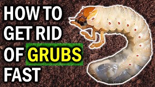 8 Natural Ways to Exterminate Garden GRUBS Naturally (LAWN & GARDEN CONTROL)
