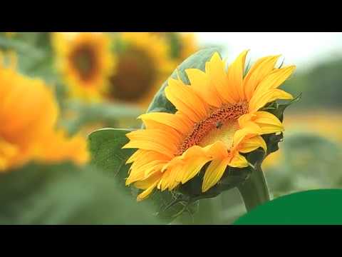 Boja meda ep. 74 06.08.2019. NAJAVA