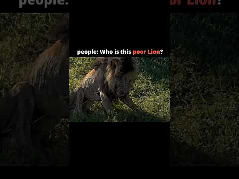 The greatest lion in the history #viral #shorts #youtube #video