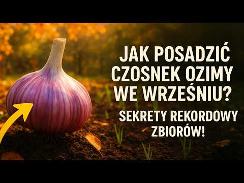 Planting Winter Garlic from A to Z: The Complete Guide to Planting in September for a Confident H...