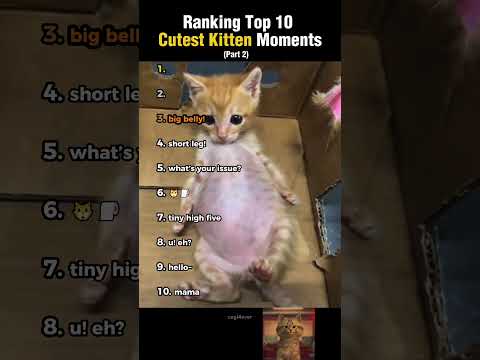 Ranking Top 10 Cutest Kitten Moments! (part 2)