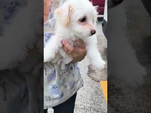 Can you help our rescue dogs⁉️🥺Link in our bio🫶 #amazon #rescuedog #chihuahua #shelter #florida
