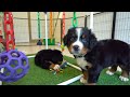 Mini Bernedoodle dogs for sale: Noelle - Video 2