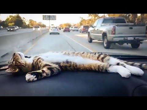 Cat Goes On The Ultimate Road Trip🤣| FUNNIEST Animals, Dogs, Cats