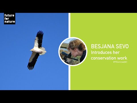#FFNnominee2021 Besjana about the Egyptian vulture!