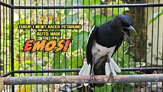 Download lagu SUARA PANCINGAN KACER TERBAIK BIKIN SEMUA KACER APAPUN LANGSUNG NYAUT AUTO GACOR mp3