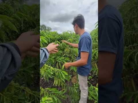 Café na Rondônia, Nova Brasilândia D’Oeste!! (Parte 2)