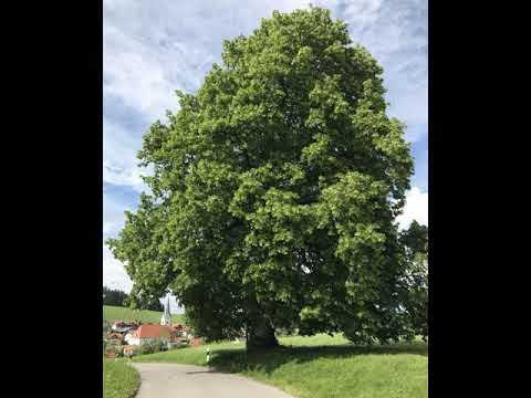 Mantra der Woche: Fest verwurzelt (KW 27)