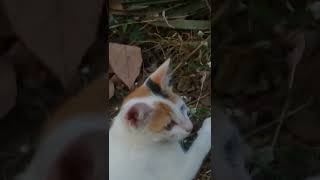 Ichabod Cats Videos