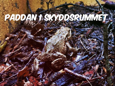 PADDOR I ETT SKYDDSRUM - Kallinge