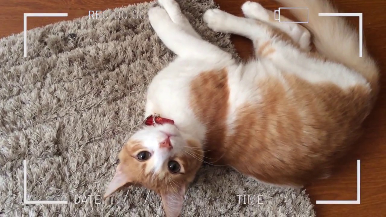 🙀 QUÍTALE LAS PULGAS A TU MASCOTA I APRENDE A ELIMINARLAS CON AYUDA DEL BICARBONATO