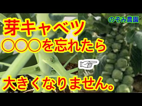 芽キャベツの冷凍:美味しさを保つ方法 植物