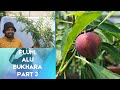 How to grow Plum tree, Aalu Bhukhara? Part 3 2022