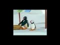 Pingu Ein Stürmischer Tag