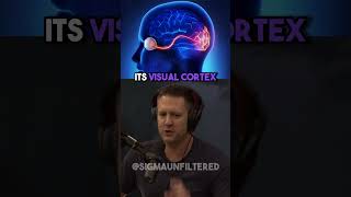 Download lagu The Most Fascinating Vampire Theory | JRE featuring Neill Blomkamp mp3 Download lagu The Most Fascinating Vampire Theory | JRE featuring Neill Blomkamp mp3