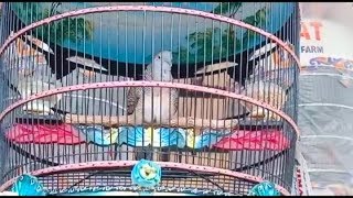 Download lagu MANTAP SUARA PERKUTUT RING JIMAT BIRD FARM mp3 Download lagu MANTAP SUARA PERKUTUT RING JIMAT BIRD FARM mp3