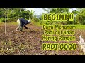Dengan Teknik Ini Petani Bisa Menanam Padi Di Lahan Kering