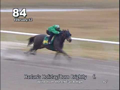 Harlan's Holiday Filly