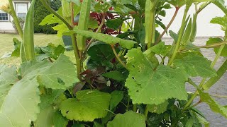 আমার বাগানের আপডেট ভিডিও!! মাশাআল্লাহ আলহামদুলিল্লাহ ❤️