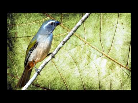 Tanečník zelenokrídly (Saltator similis) — video o speve a chove