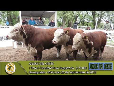 26-09-18 Venta de Toros P Hereford PR - Angus del Oeste - Huanguelen