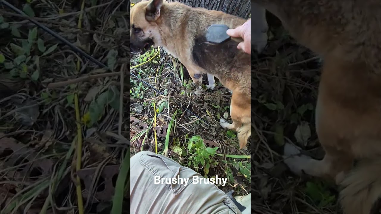 Dog brushing ASMR