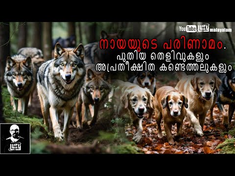 നായയുടെ പരിണാമം. | Evolution of Dogs | Lucy |