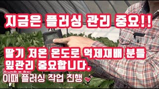 딸기 플러싱 위험하셨죠? 이제는 딸기에 안전하게 가능합니다 꼭 염류관리는 플러싱으로 !! 그리고 저온관리로 …