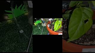 Download lagu PROJEK AKHIR SEM5 -S2 24/25 mp3