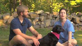 Dog parks: What to think about when socializing your dog