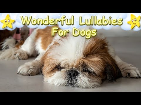 Super Relaxing Music For Shih Tzu Dogs And Puppies ♫ Relax Your Pet ♥
