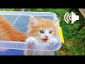 1 Hour Kittens Cries Calling For Their Mom