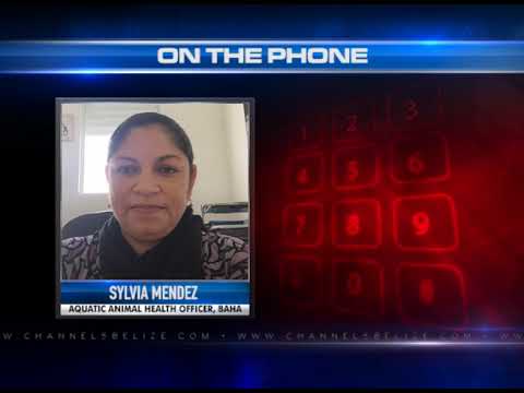 Fungus Threatens Shrimp Populations across Central and South America