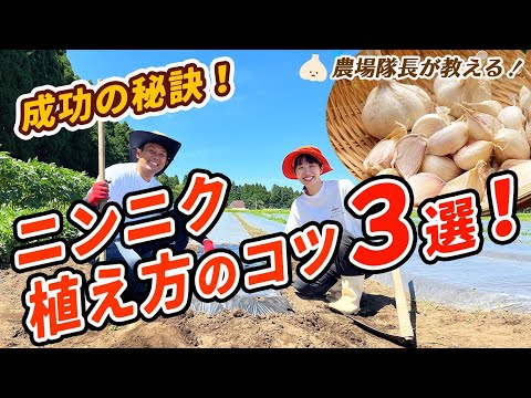 観賞用ニンニクの植え付け:最適な時期はいつですか? 植物